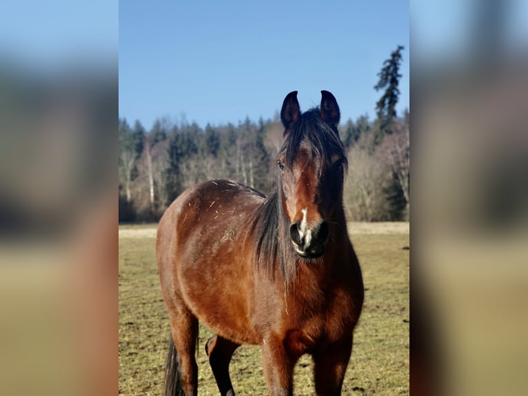 Koń czystej krwi arabskiej Klacz 12 lat 154 cm Ciemnogniada in Kammlach