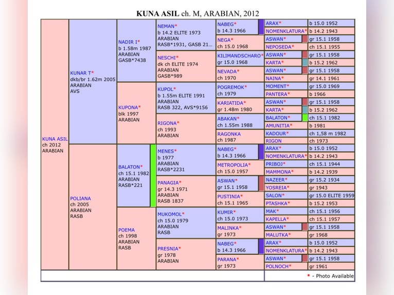 Koń czystej krwi arabskiej Klacz 12 lat 156 cm Ciemnokasztanowata in Amerang