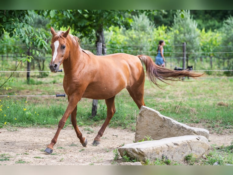 Koń czystej krwi arabskiej Klacz 13 lat 150 cm Kasztanowata in Cortona