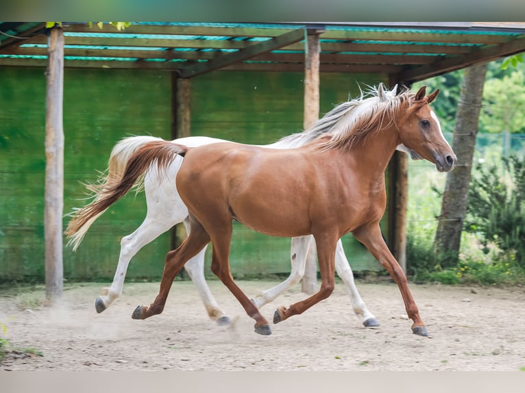 Koń czystej krwi arabskiej Klacz 13 lat 150 cm Kasztanowata in Cortona