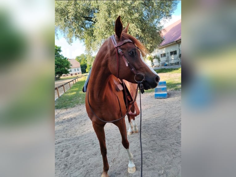 Koń czystej krwi arabskiej Klacz 13 lat 150 cm Kasztanowata in Sch&#xF6;nwalde-Glien