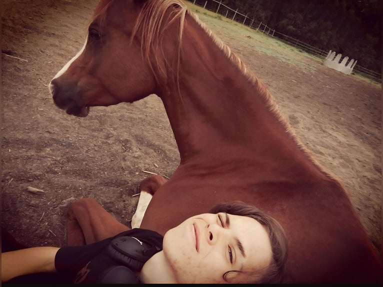Koń czystej krwi arabskiej Klacz 13 lat 150 cm Kasztanowata in Sch&#xF6;nwalde-Glien