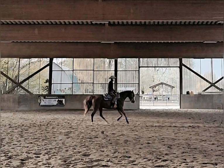 Koń czystej krwi arabskiej Klacz 13 lat 150 cm Kasztanowata in Sch&#xF6;nwalde-Glien