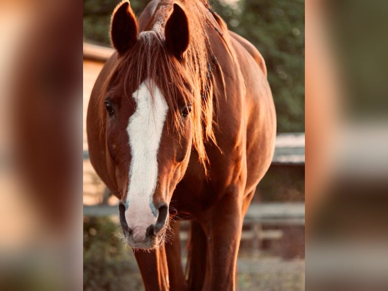 Koń czystej krwi arabskiej Klacz 13 lat 150 cm Kasztanowata in Sch&#xF6;nwalde-Glien