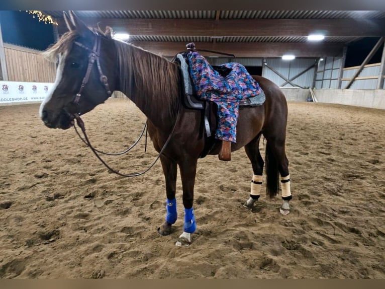 Koń czystej krwi arabskiej Klacz 13 lat 150 cm Kasztanowata in Sch&#xF6;nwalde-Glien