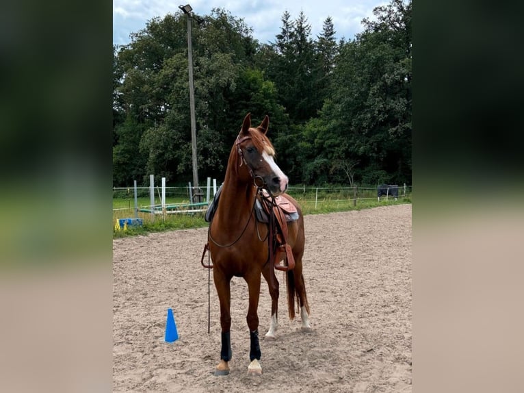 Koń czystej krwi arabskiej Klacz 13 lat 150 cm Kasztanowata in Sch&#xF6;nwalde-Glien