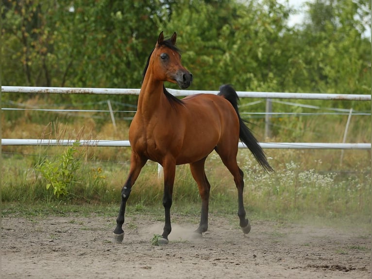 Koń czystej krwi arabskiej Klacz 13 lat 152 cm Gniada in Lodz