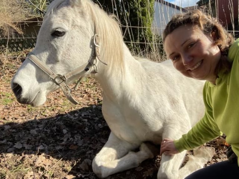 Koń czystej krwi arabskiej Klacz 13 lat 156 cm Siwa in Mossautal