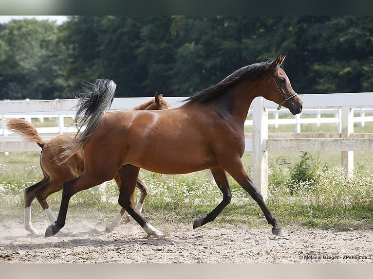 Koń czystej krwi arabskiej Klacz 13 lat 158 cm Gniada in Bad Oldesloe
