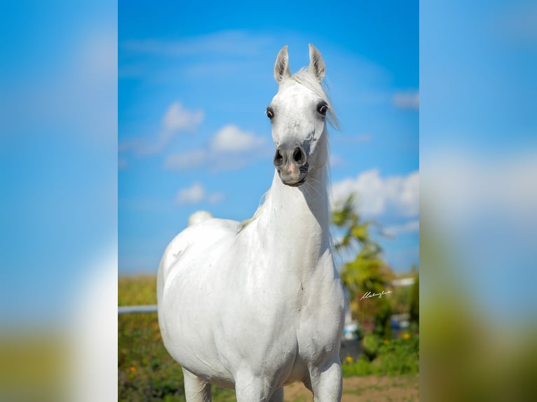 Koń czystej krwi arabskiej Klacz 14 lat 147 cm Siwa in Wiktorów