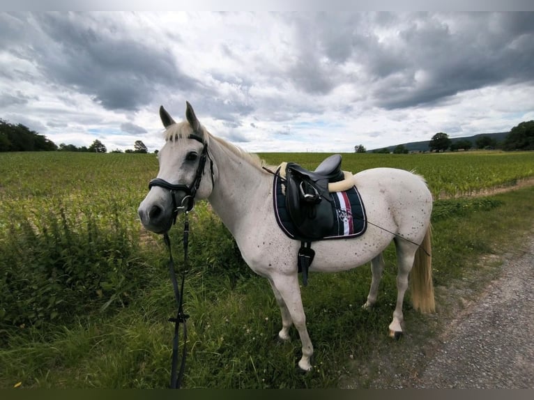 Koń czystej krwi arabskiej Klacz 14 lat 148 cm Siwa in Barchfeld