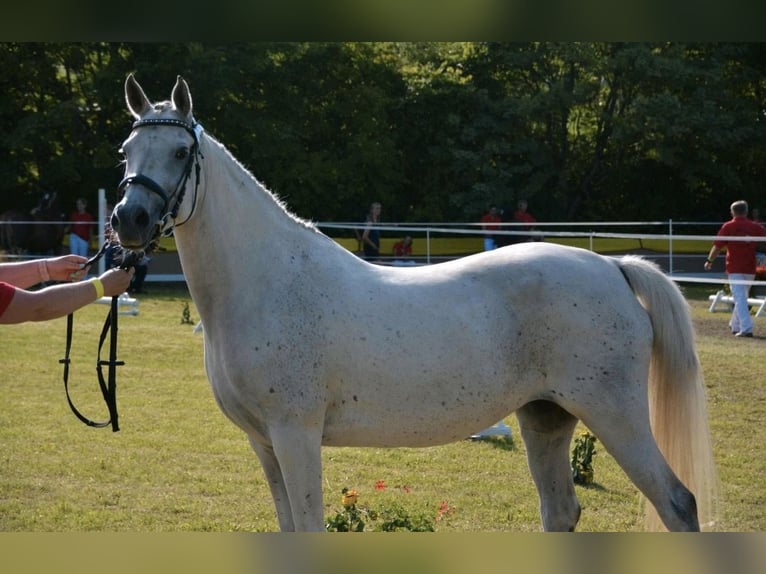 Koń czystej krwi arabskiej Klacz 14 lat 148 cm Siwa in Barchfeld