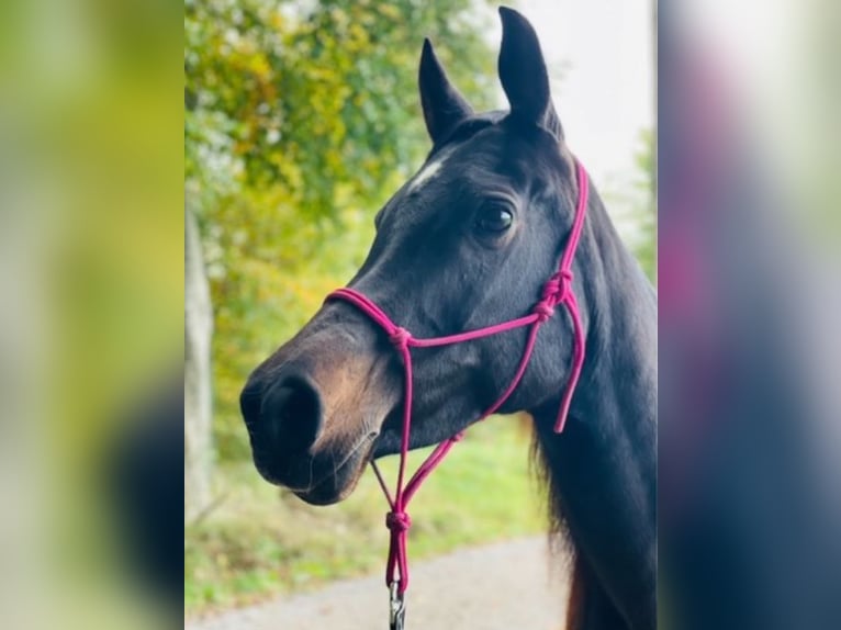 Koń czystej krwi arabskiej Klacz 14 lat 149 cm Ciemnogniada in Oberbüren