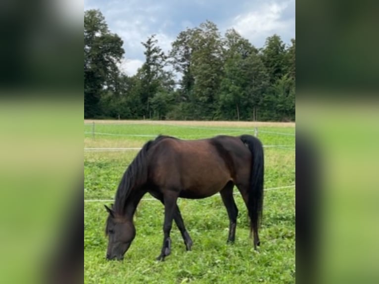 Koń czystej krwi arabskiej Klacz 14 lat 149 cm Ciemnogniada in Oberbüren