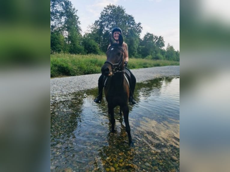 Koń czystej krwi arabskiej Klacz 14 lat 149 cm Ciemnogniada in Oberbüren