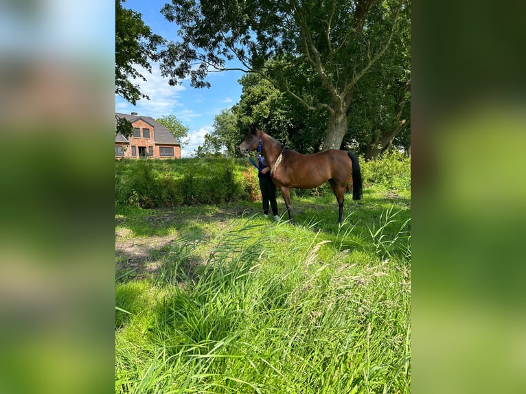 Koń czystej krwi arabskiej Klacz 14 lat 154 cm Gniada in Witzwort