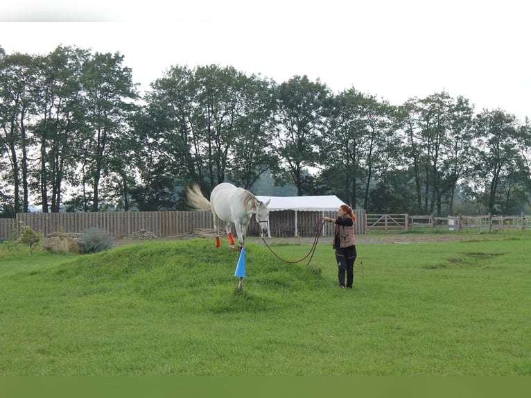 Koń czystej krwi arabskiej Mix Klacz 15 lat 148 cm Bułana in Heidenau