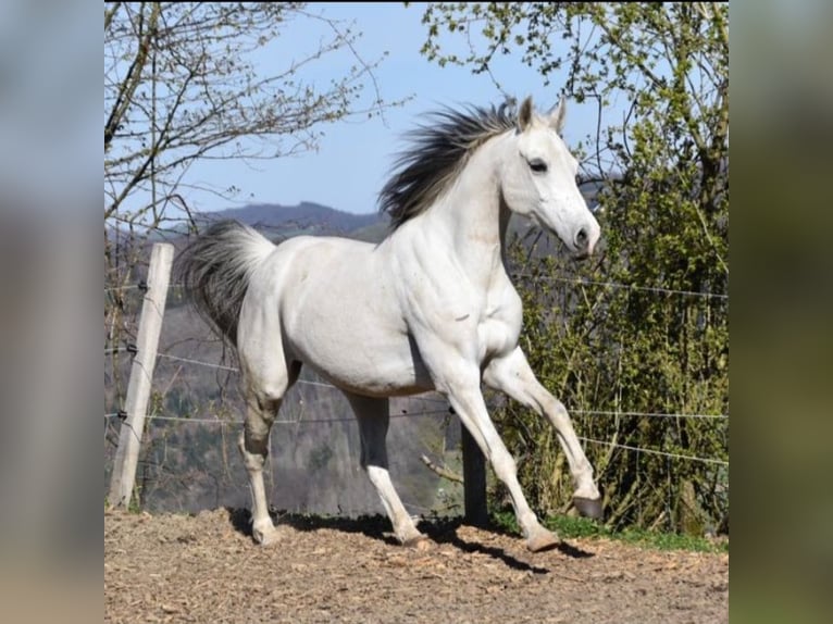 Koń czystej krwi arabskiej Mix Klacz 15 lat 148 cm Siwa in Kierspe