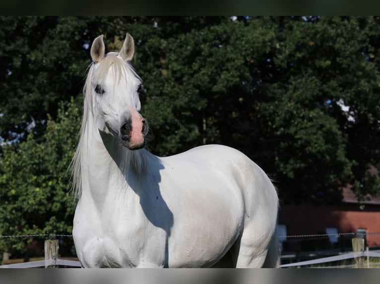 Koń czystej krwi arabskiej Klacz 15 lat 150 cm Siwa in Nettetal