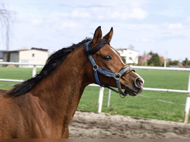 Koń czystej krwi arabskiej Klacz 15 lat 151 cm Gniada in Chudów