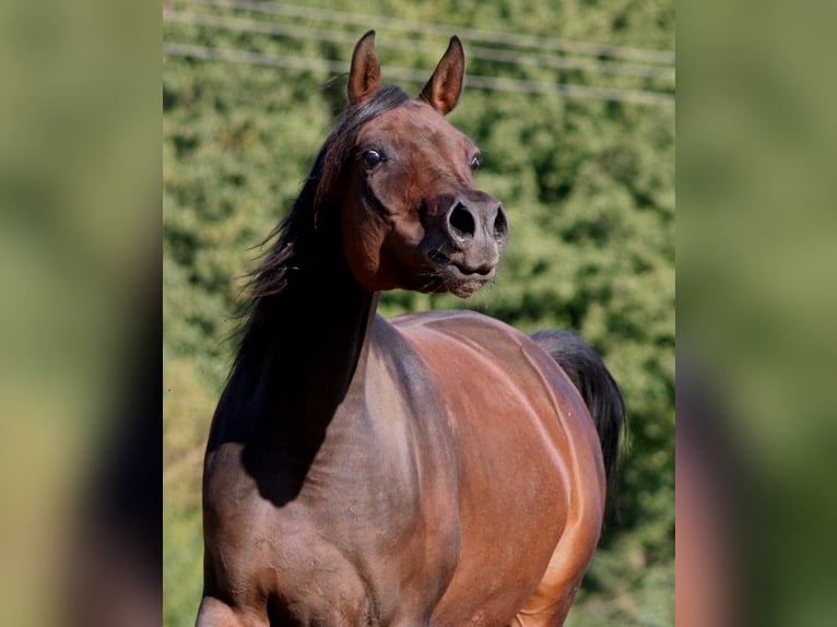 Koń czystej krwi arabskiej Klacz 15 lat 154 cm Skarogniada in Kraichtal