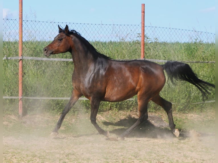 Koń czystej krwi arabskiej Klacz 15 lat 154 cm Skarogniada in Kraichtal