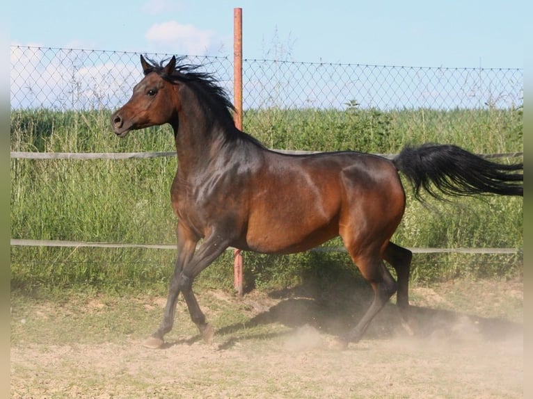 Koń czystej krwi arabskiej Klacz 15 lat 154 cm Skarogniada in Kraichtal