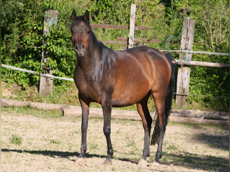 Koń czystej krwi arabskiej Klacz 15 lat 154 cm Skarogniada in Kraichtal