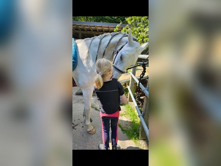 Koń czystej krwi arabskiej Mix Klacz 16 lat 148 cm Siwa in Kierspe