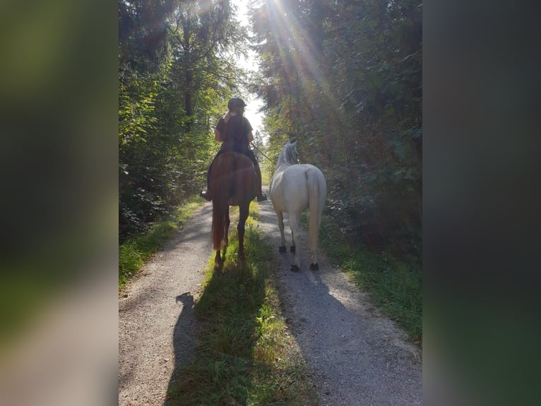 Koń czystej krwi arabskiej Klacz 16 lat 153 cm Kasztanowata in Weingarten