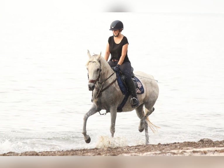 Koń czystej krwi arabskiej Klacz 17 lat 153 cm Siwa w hreczce in Finsterwalde