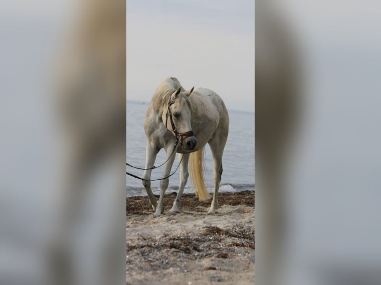 Koń czystej krwi arabskiej Klacz 17 lat 153 cm Siwa w hreczce in Finsterwalde