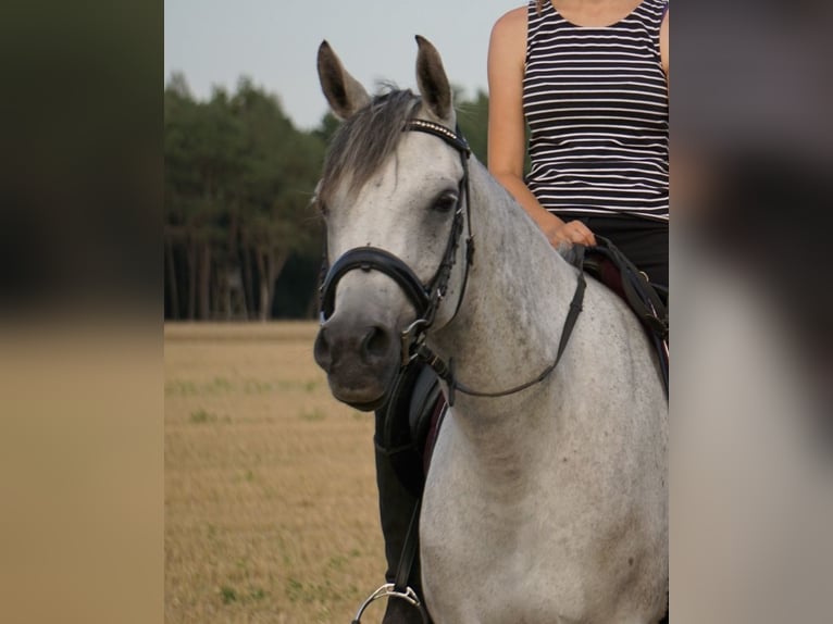 Koń czystej krwi arabskiej Klacz 17 lat 153 cm Siwa w hreczce in Finsterwalde