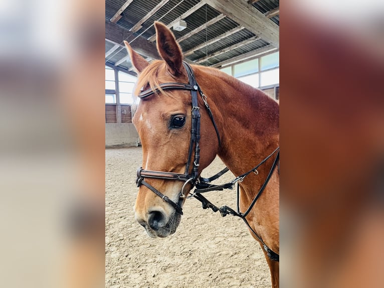 Koń czystej krwi arabskiej Klacz 17 lat 155 cm Kasztanowata in Schüpfen