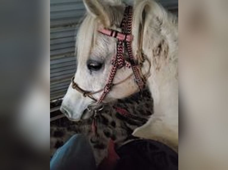 Koń czystej krwi arabskiej Klacz 18 lat 142 cm Siwa w hreczce in Crescent City