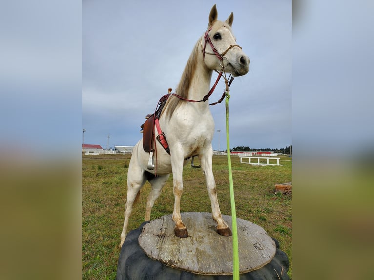Koń czystej krwi arabskiej Klacz 18 lat 142 cm Siwa w hreczce in Crescent City