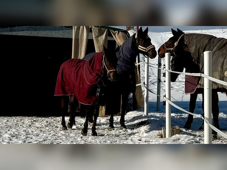 Koń czystej krwi arabskiej Klacz 18 lat 151 cm Ciemnogniada in Hohenpeißenberg