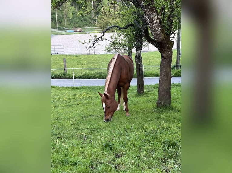 Koń czystej krwi arabskiej Klacz 18 lat 156 cm Kasztanowata in Reigoldswil