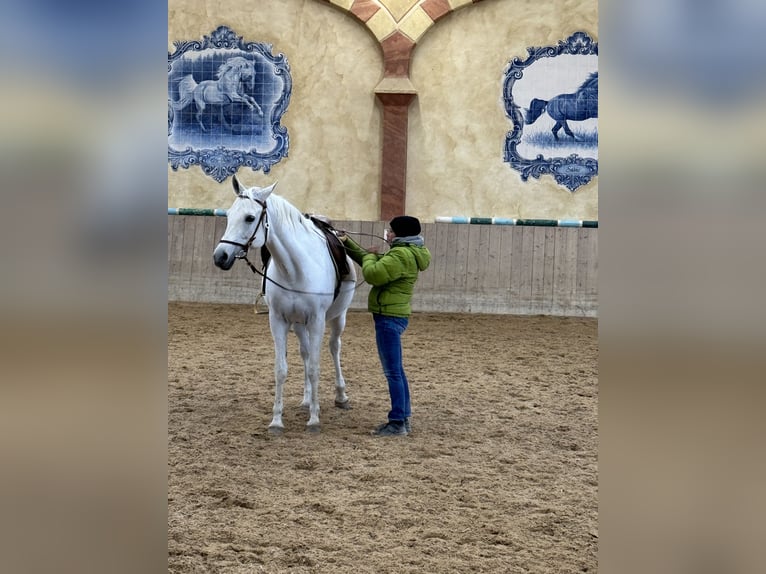 Koń czystej krwi arabskiej Klacz 18 lat 158 cm Siwa in ChiemingChieming