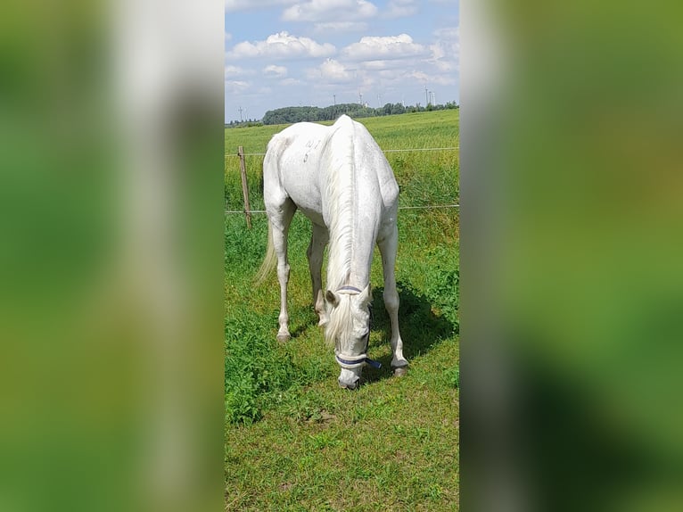 Koń czystej krwi arabskiej Klacz 18 lat 162 cm Siwa in Bábolna