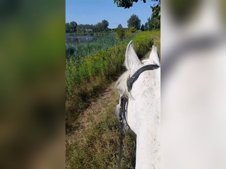 Koń czystej krwi arabskiej Klacz 18 lat 162 cm Siwa in Bábolna