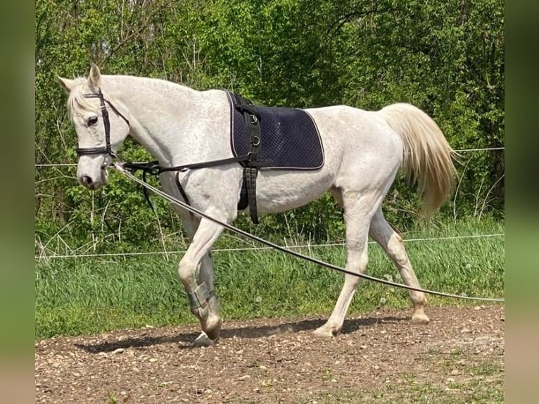 Koń czystej krwi arabskiej Klacz 18 lat 162 cm Siwa in Bábolna