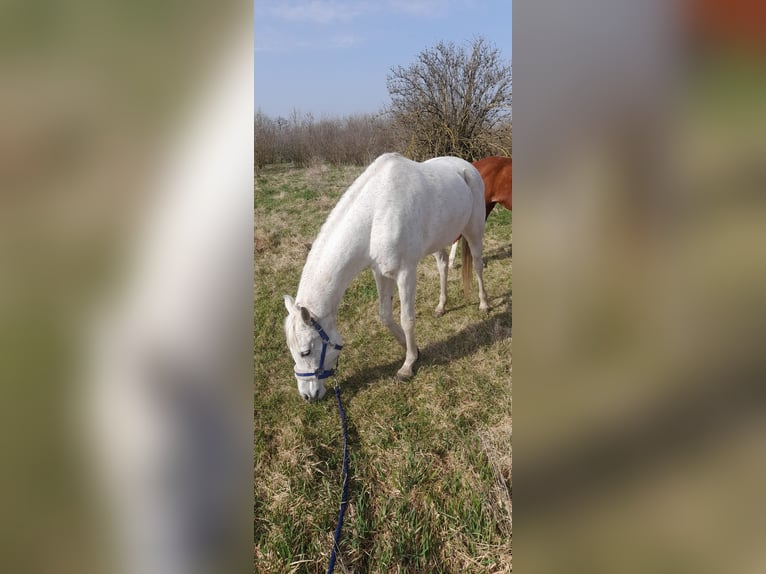 Koń czystej krwi arabskiej Klacz 18 lat 162 cm Siwa in Bábolna