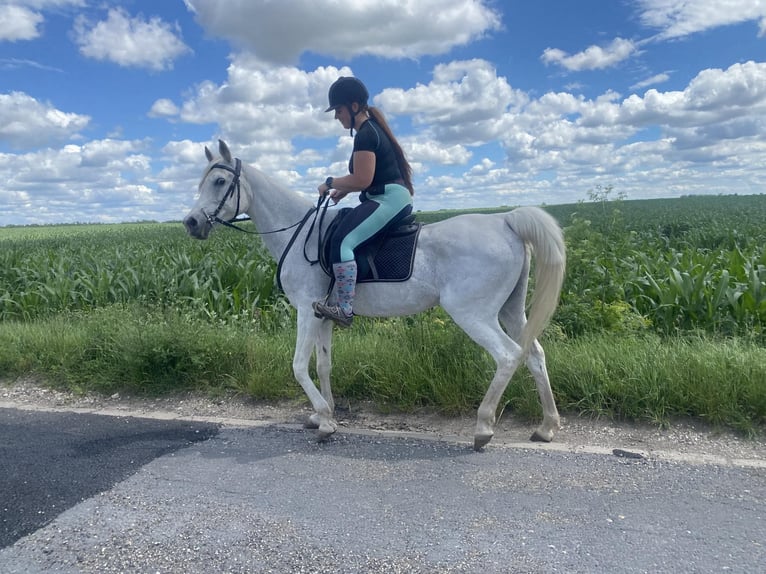 Koń czystej krwi arabskiej Klacz 18 lat 162 cm Siwa in Bábolna