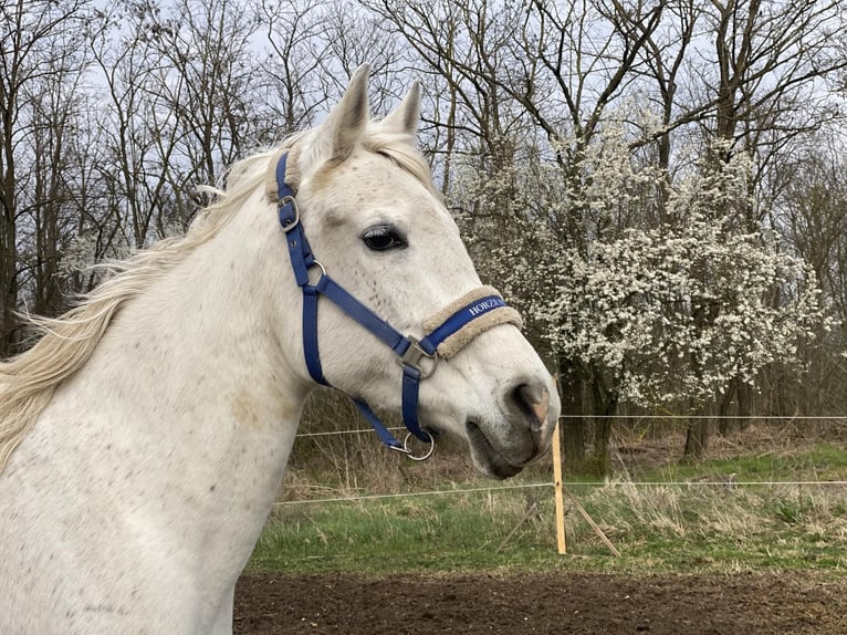 Koń czystej krwi arabskiej Klacz 18 lat 162 cm Siwa in Bábolna