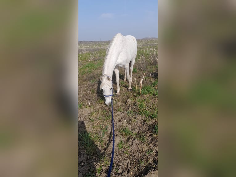 Koń czystej krwi arabskiej Klacz 18 lat 162 cm Siwa in Bábolna