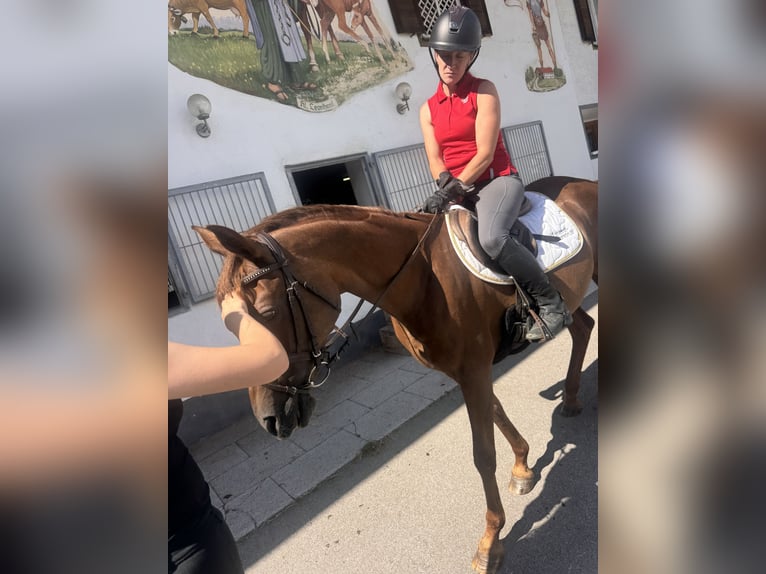 Koń czystej krwi arabskiej Klacz 19 lat 148 cm Kasztanowata in Kempten