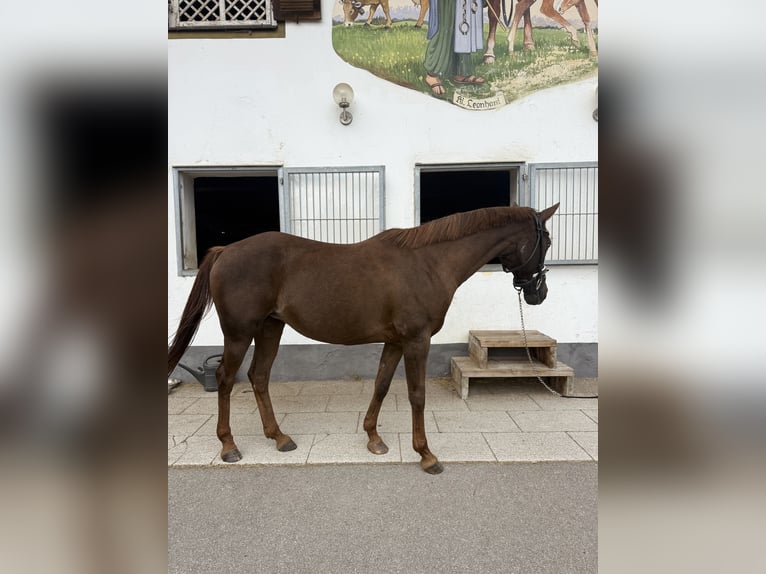 Koń czystej krwi arabskiej Klacz 19 lat 148 cm Kasztanowata in Kempten