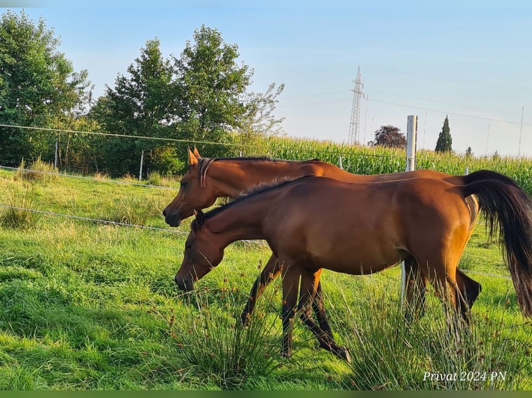 Koń czystej krwi arabskiej Klacz 1 Rok 145 cm Ciemnogniada in Rhauderfehn