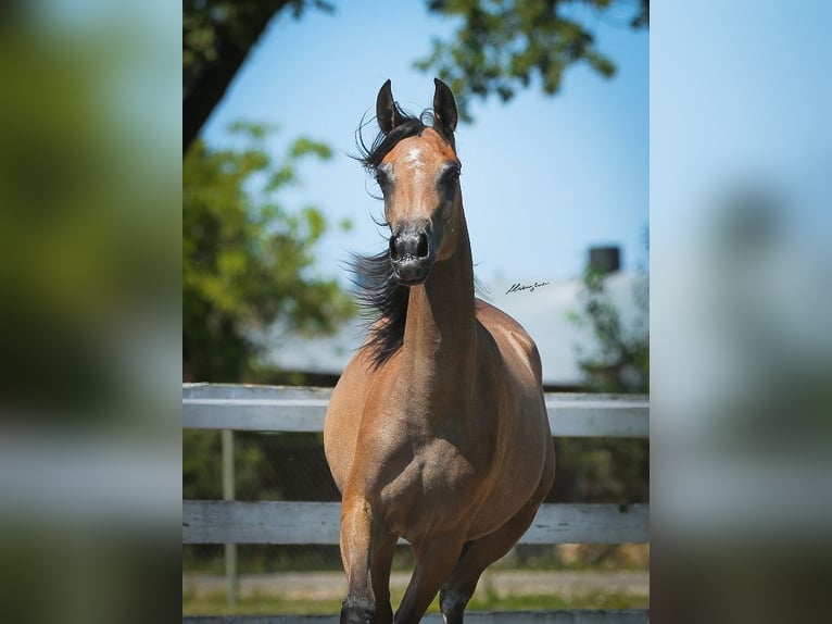 Koń czystej krwi arabskiej Klacz 1 Rok 145 cm Siwa in Wiktorów